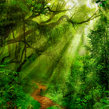 Zur Fototapeten-Kategorie Dschungel & Urwald